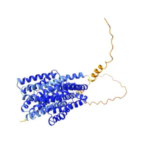 Multidrug and toxin extrusion protein 1