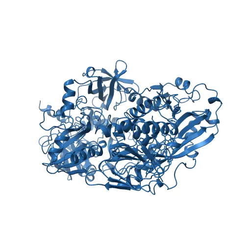 Crystal structure of the mature form of rat DMGDH complexed with tetrahydrofolate — Фото 3 из 13