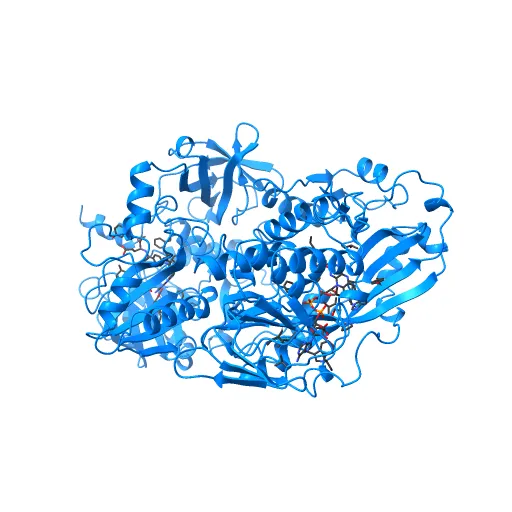 Crystal structure of the mature form of rat DMGDH complexed with tetrahydrofolate — Фото 4 из 13