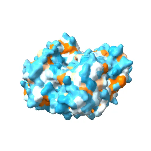 Crystal structure of the mature form of rat DMGDH complexed with tetrahydrofolate — Фото 6 из 13