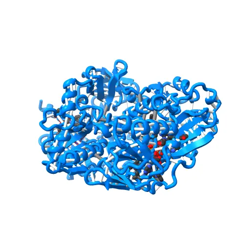Crystal structure of the mature form of rat DMGDH complexed with tetrahydrofolate — Фото 7 из 13