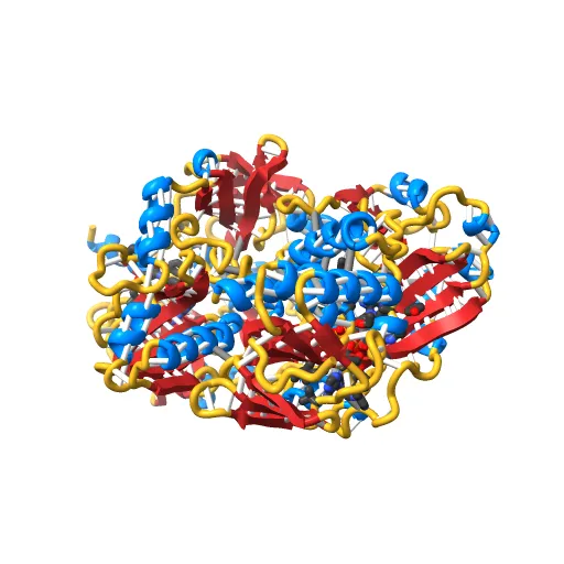 Crystal structure of the mature form of rat DMGDH complexed with tetrahydrofolate — Фото 9 из 13