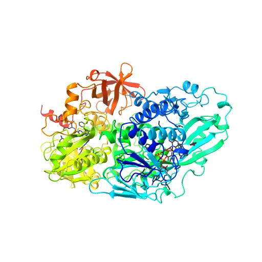 Crystal structure of the mature form of rat DMGDH complexed with tetrahydrofolate — Фото 10 из 13