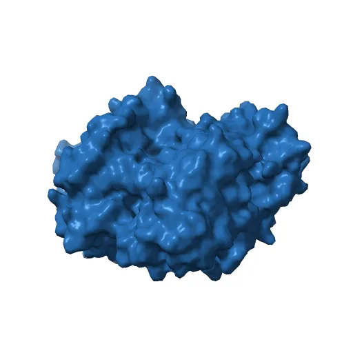 Crystal structure of the mature form of rat DMGDH complexed with tetrahydrofolate — Фото 11 из 13