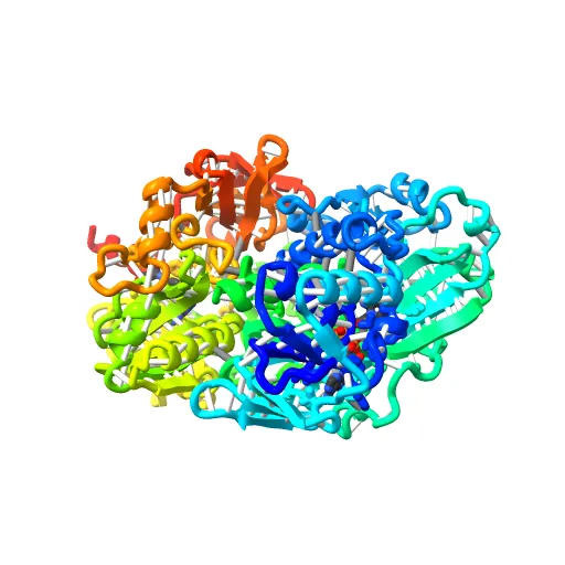 Crystal structure of the mature form of rat DMGDH complexed with tetrahydrofolate — Фото 12 из 13