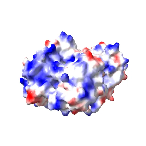Crystal structure of the mature form of rat DMGDH complexed with tetrahydrofolate — Фото 13 из 13