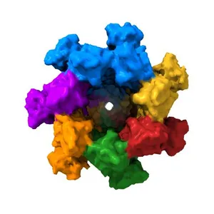 Cryo-EM structure of complete transmembrane channel E289A mutant Vibrio cholerae Cytolysin