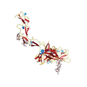 Cryo-EM of the complex between human uromodulin (UMOD)/Tamm-Horsfall protein (THP) and the FimH lectin domain from uropathogenic E. coli