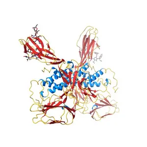 Structure of a class III RTK signaling assembly