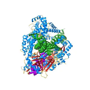 WT CRISPR-Cas12a with a 5bp R-loop