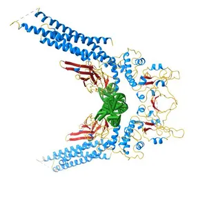 TYROSINE PHOSPHORYLATED STAT-1/DNA COMPLEX