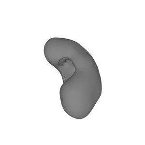 Kidney, Male, Left