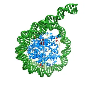 CryoEM structure of the human INO80 core-nucleosome complex state N-6
