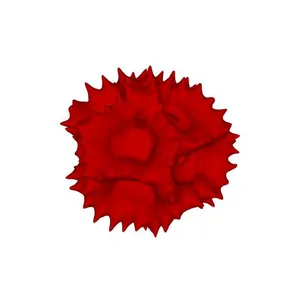 Common nipplewort (Lapsana communis) pollen grain