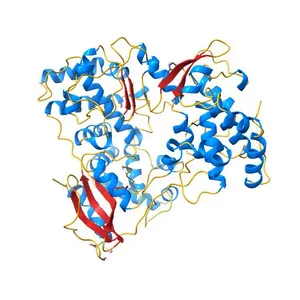 The RNA-dependent RNA polymerase domain of dengue 2 NS5