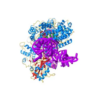 Structure of Acidothermus cellulolyticus Cas9 ternary complex (Target bound)
