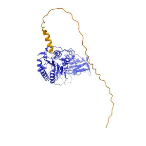 Phosphodiesterase
