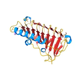 Hydrophobic ice-binding site confer hyperactivity on antifreeze protein from a snow mold fungus