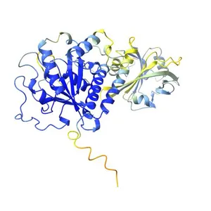 Interferon-induced protein 44-like