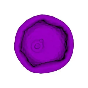 Erect brome (Bromus erectus) pollen grain: shrunken