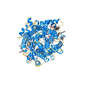 The complex of phosphorylated human cystic fibrosis transmembrane conductance regulator (CFTR) with ATP/Mg and Lumacaftor (VX-809)