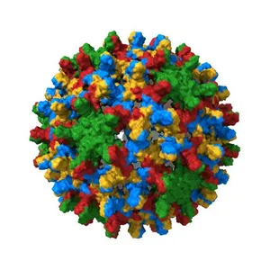 HUMAN HEPATITIS B VIRAL CAPSID (HBCAG)