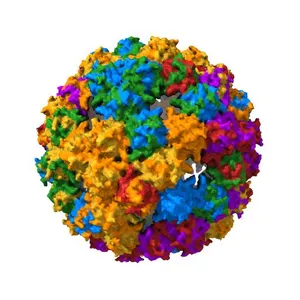 Virus-like particle of Beihai levi-like virus 32