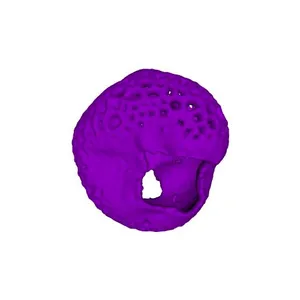 Creeping willow (Salix repens) pollen grain