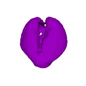 European dewberry (Rubus caesius) pollen grain