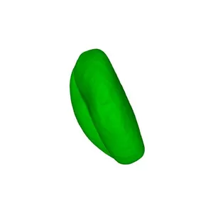 Chive (Allium schoenoprasum) pollen grain