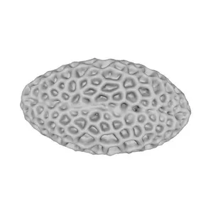 Sweet alyssum (Lobularia maritima) pollen grain