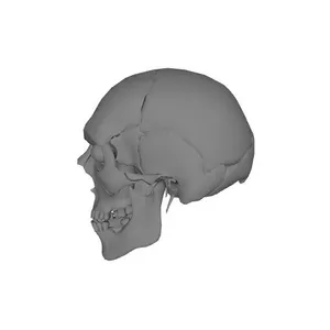 Skull and Eyes - Visible Human Male