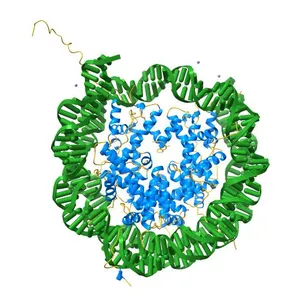 COMPLEX BETWEEN NUCLEOSOME CORE PARTICLE (H3,H4,H2A,H2B) AND 146 BP LONG DNA FRAGMENT