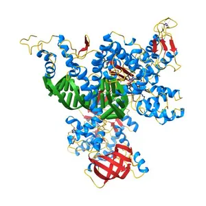 DNA Polymerase PolC from Geobacillus kaustophilus complex with DNA, dGTP, Mg and Zn
