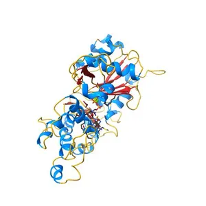 Model for the F-actin structure