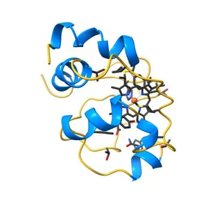 SOLUTION STRUCTURE OF OXIDIZED HORSE HEART CYTOCHROME C, NMR, MINIMIZED AVERAGE STRUCTURE