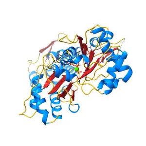 The structure of native G-actin