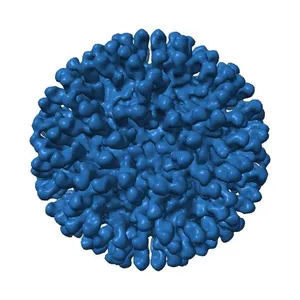 Electron cryo-microscopy of chikungunya virus in complex with neutralizing antibody Fab 5M16