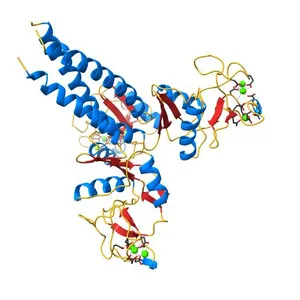 LUNG SURFACTANT PROTEIN D (SP-D) (FRAGMENT)