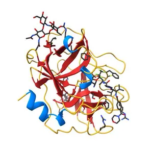 CRYSTAL STRUCTURE OF HUMAN NEUTROPHIL ELASTASE WITH MDL 101, 146