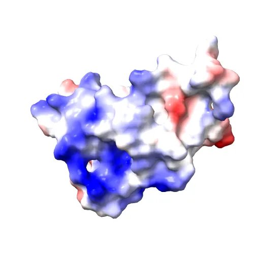 Human prion protein — Image 6 of 13
