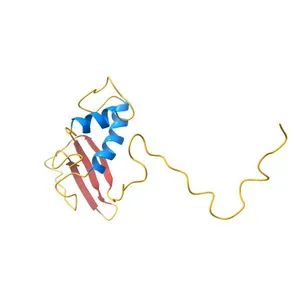 hRPABC14.4, essential subunit of human RNA polymerases I, II and III