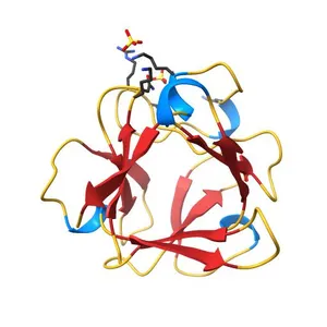 THREE-DIMENSIONAL STRUCTURE OF HUMAN BASIC FIBROBLAST GROWTH FACTOR, A STRUCTURAL HOMOLOG OF INTERLEUKIN 1BETA