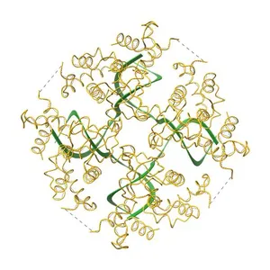 E. COLI DNA HELICASE RUVA WITH BOUND DNA HOLLIDAY JUNCTION, ALPHA CARBONS AND PHOSPHATE ATOMS ONLY