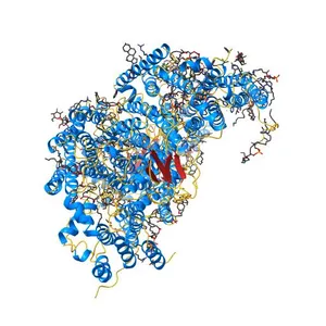 Bovine heart cytochrome c oxidase at the fully oxidized state (200-s X-ray exposure dataset)