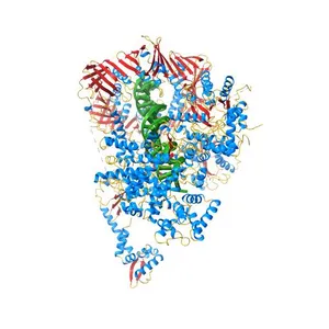 cryo-EM structure of the E. coli replicative DNA polymerase complex bound to DNA (DNA polymerase III alpha, beta, epsilon, tau complex)