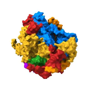Crystal structure of a transcribing RNA Polymerase II complex reveals a complete transcription bubble