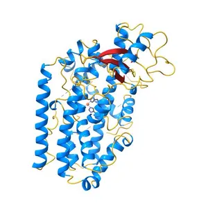 The 2.6 A crystal structure of the lipoxygenase domain of human arachidonate 12-lipoxygenase, 12S-type