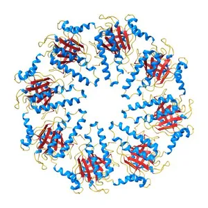 Crystal structure of the human Dmc1 protein