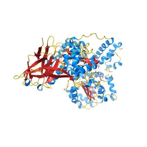 Crystal structure of the Bloom's syndrome helicase BLM in complex with Nanobody
